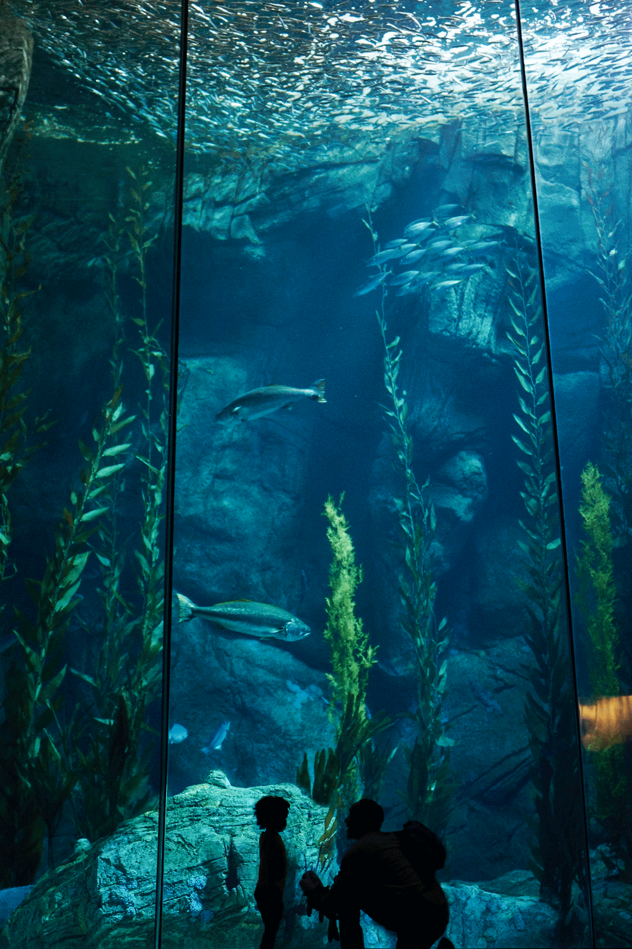 AQUARIUM-GIF